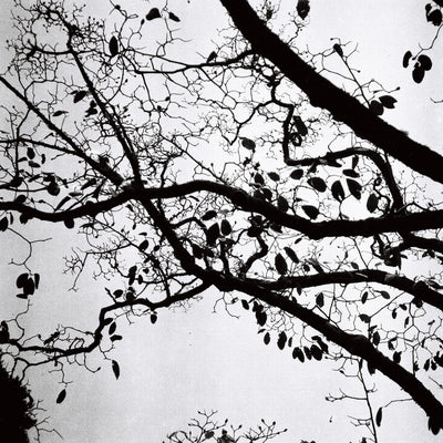 Sample photo shot on Yashica-Mat, frame 4