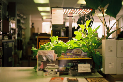 Canon AE-1 Program with FD 50mm f/1.8