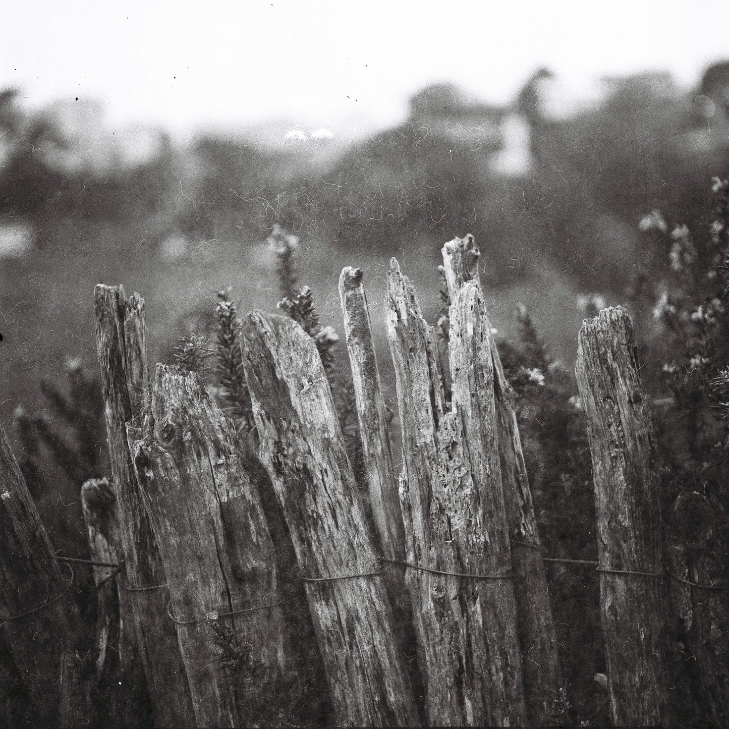 Yashica-Mat
