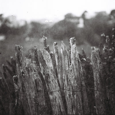 Sample photo shot on Yashica-Mat, frame 5