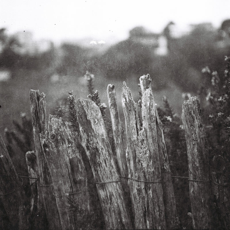 Sample photo shot on Yashica-Mat, frame 5