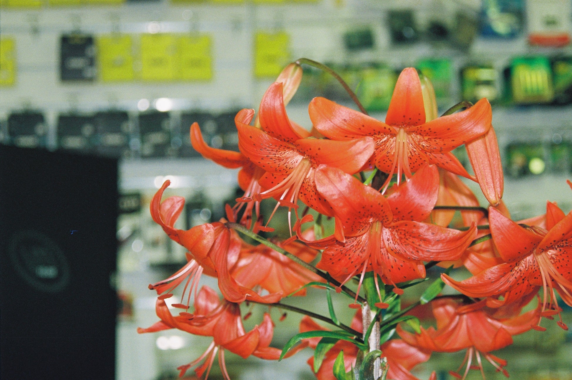 Close-up of red flowers with a blurred background