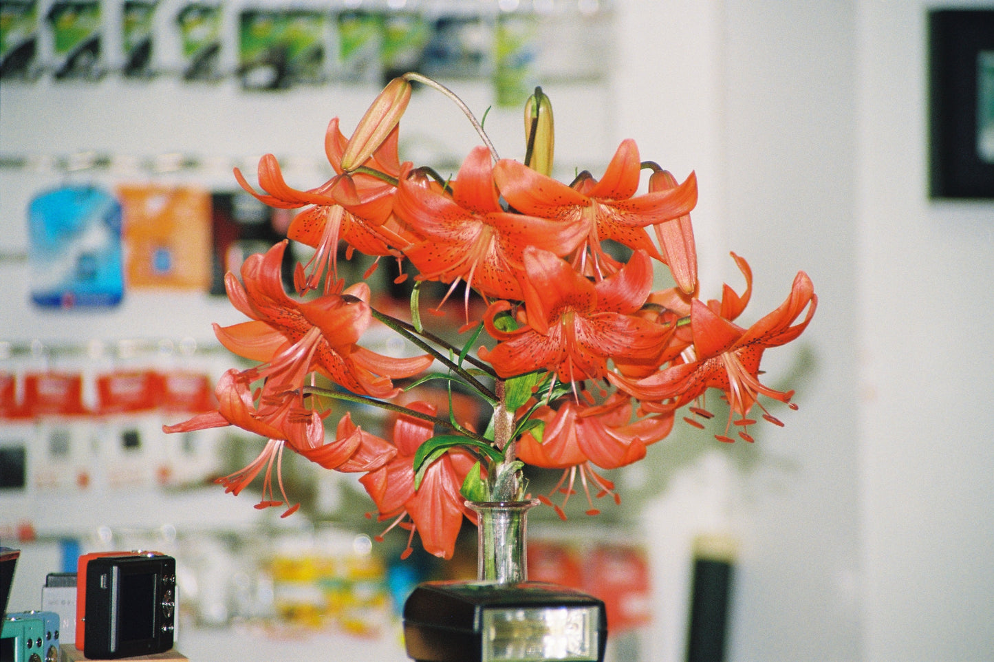 Bouquet of red flowers in a vase with a blurred background