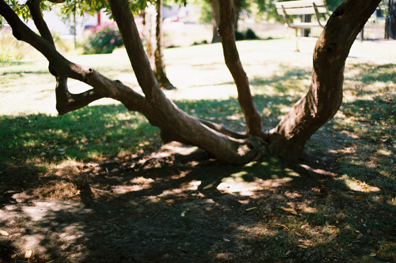 Sample photo shot on Canon AE-1 with Canon 50mm F1.8, frame 4
