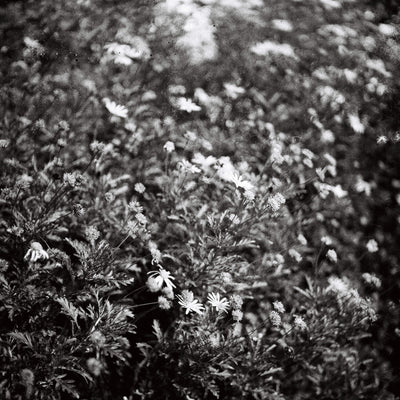 Sample photo shot on Yashica-Mat, frame 7