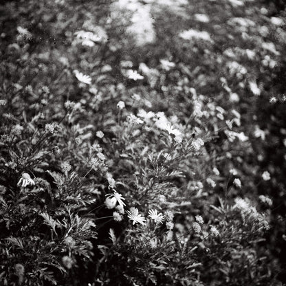 Yashica-Mat