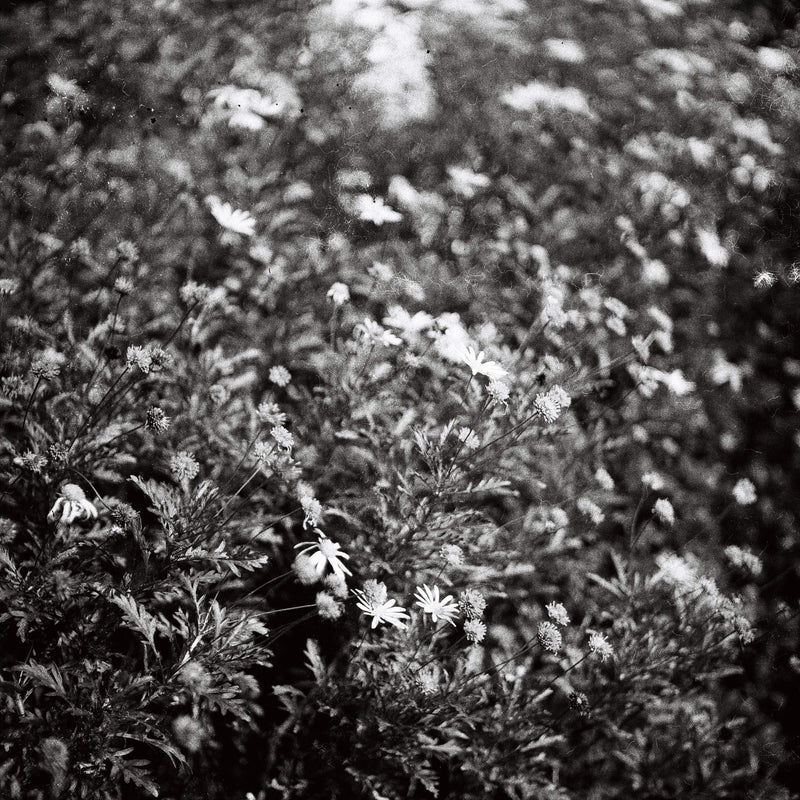 Sample photo shot on Yashica-Mat, frame 7