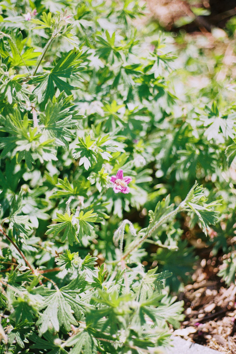 Sample photo shot on Canon AE-1 with Canon 50mm F1.8, frame 6