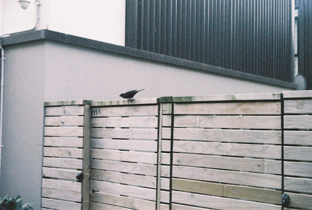 Agfa Silette