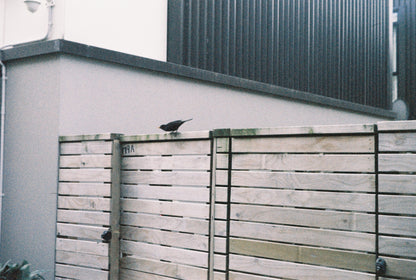 Agfa Silette