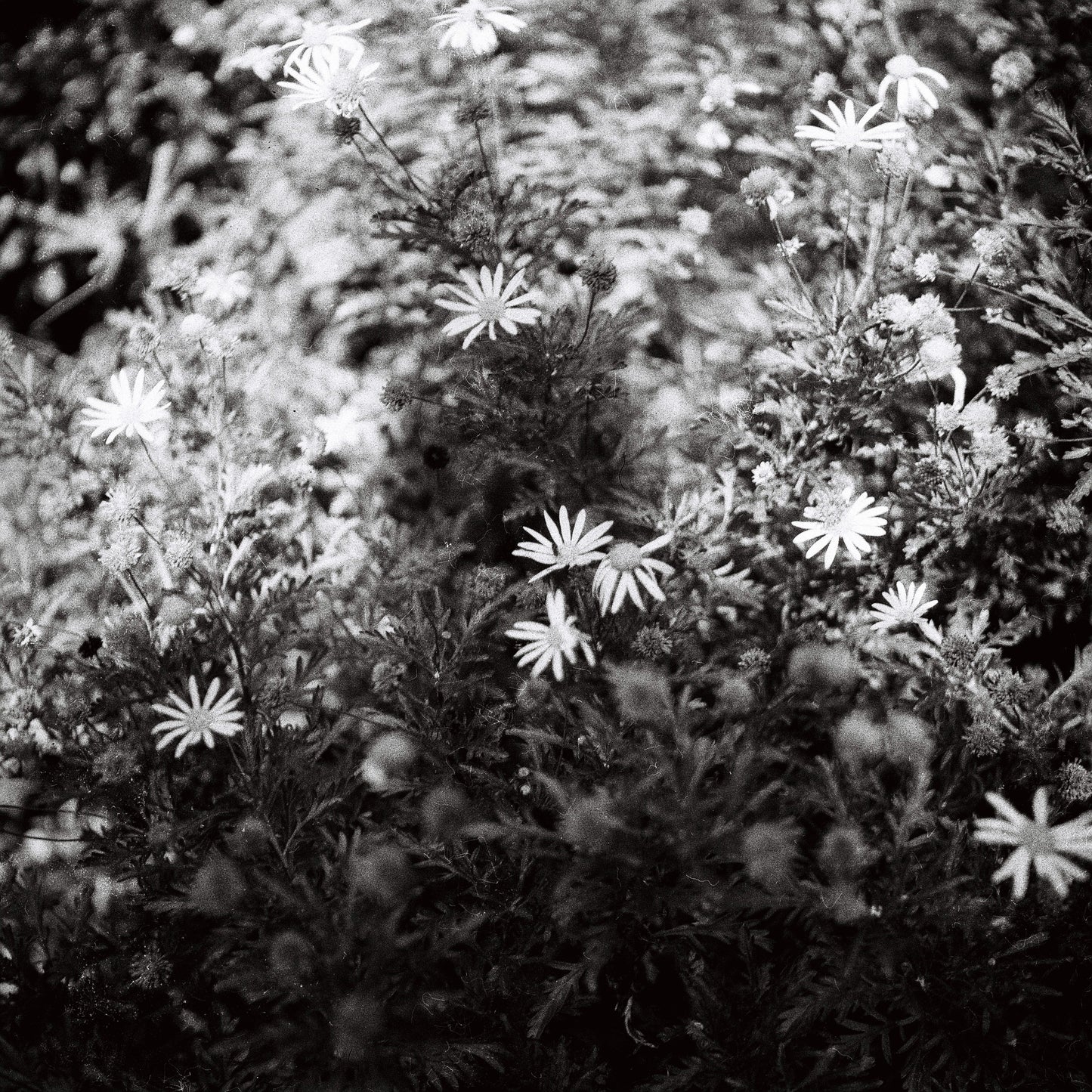 Yashica-Mat