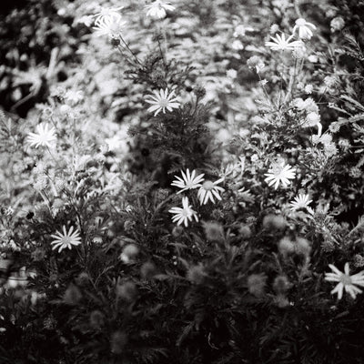 Sample photo shot on Yashica-Mat, frame 8