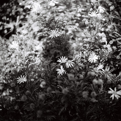 Yashica-Mat