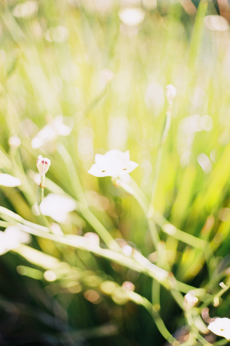 Sample photo shot on Canon AE-1 with Canon 50mm F1.8, frame 7