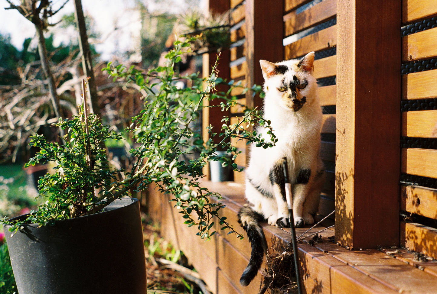 Pentax K1000