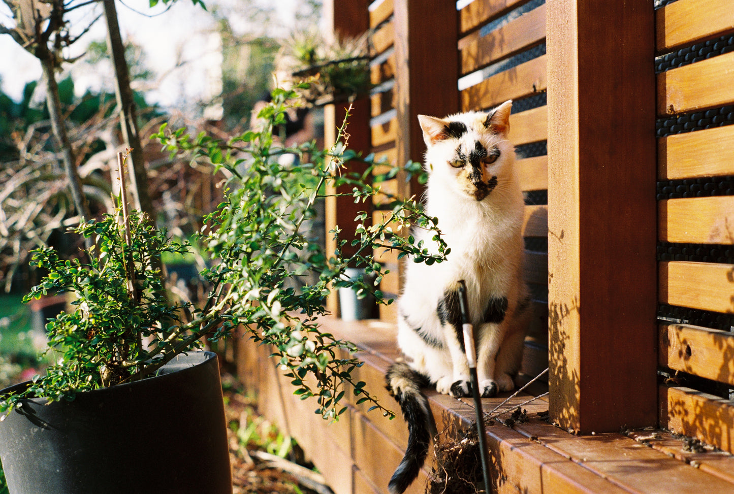 Pentax K1000