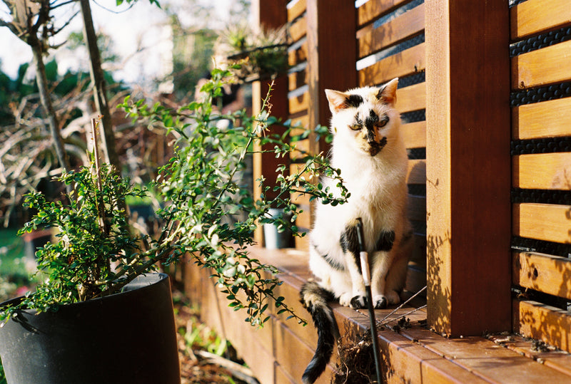 Sample photo shot on Pentax K1000, frame 8