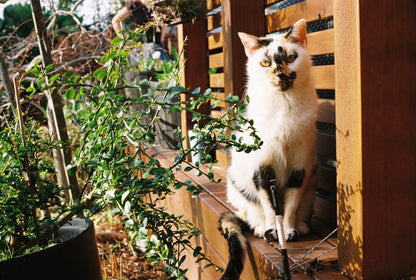 Pentax K1000