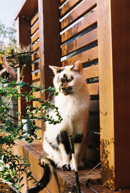 Pentax K1000