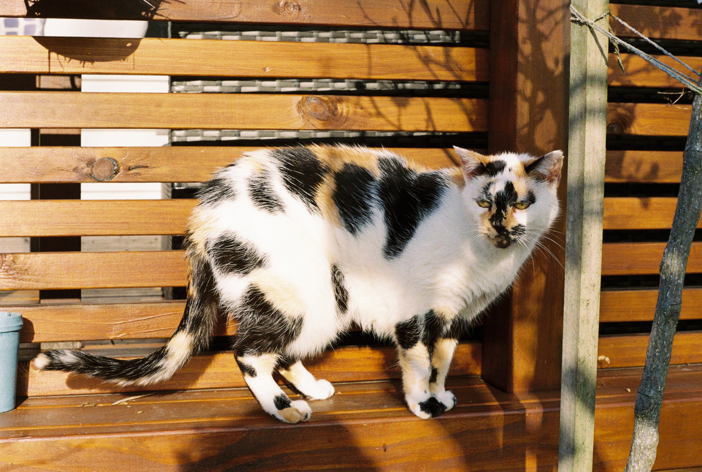 Pentax K1000