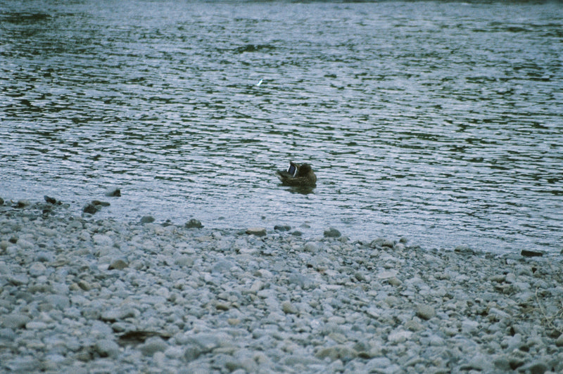 Sample photo shot on Pentax SF1n, frame 11