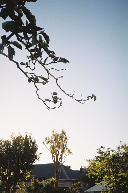 Ricoh AF-77