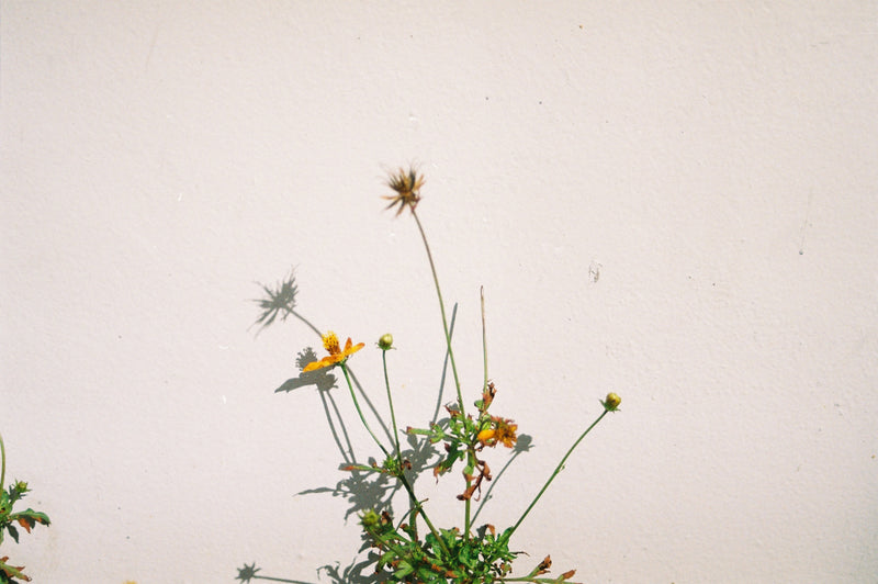 Sample photo shot on Canon EOS 3000 with 28-80mm, frame 8