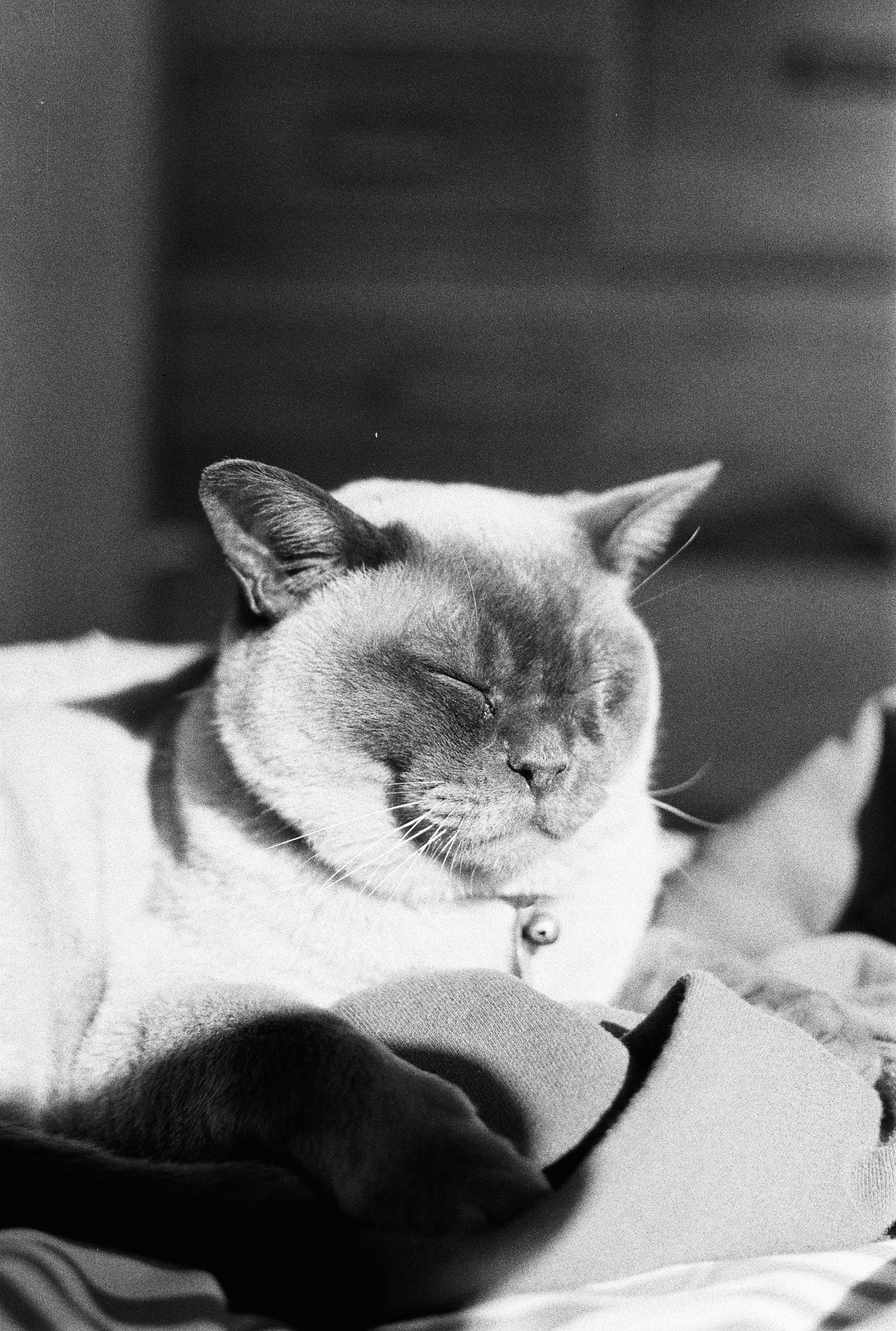 Canon AE-1