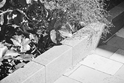 Sample photo shot on Minolta Dynax 5000i with 35-80mm & 100-300mm Lenses + Starblitz Flash, frame 17