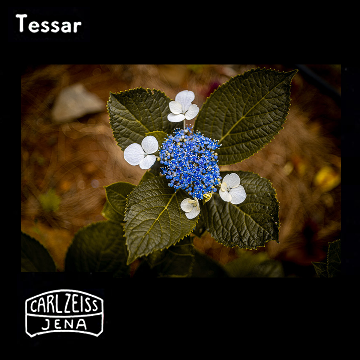 Floral arrangement with blue and white flowers and green leaves, featuring Carl Zeiss Jena logo.