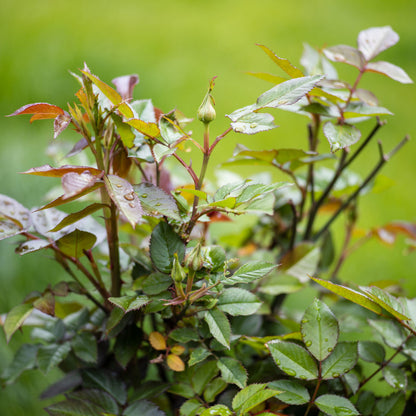 Close-up of green leaves with water droplets on a blurred green background