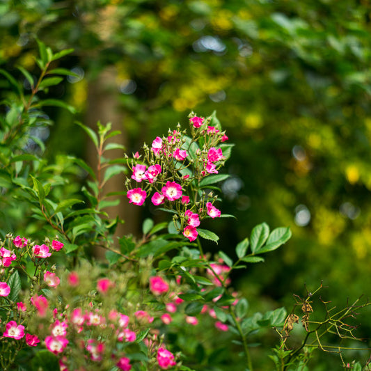 Minolta Auto Rokkor - PF 55mm F1.8 (ARI)