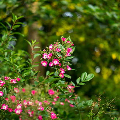 Minolta Auto Rokkor - PF 55mm F1.8 (ARI)