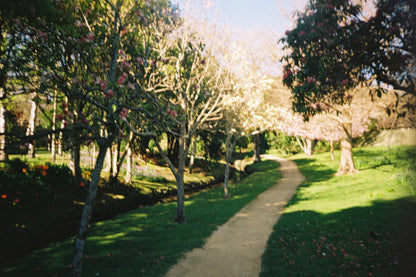 Kodak Gold 200 - 36exp