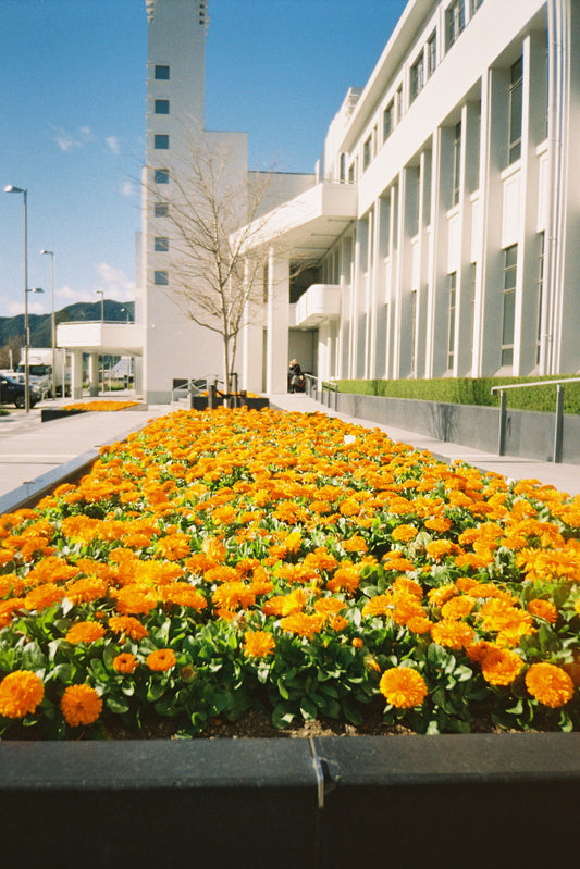 Sample shot on Kodak Gold 200: bed of orange marigolds beside a white building