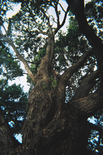 Kodak ULTRAMAX 400 36 EXP