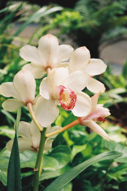 Kodak ULTRAMAX 400 36 EXP