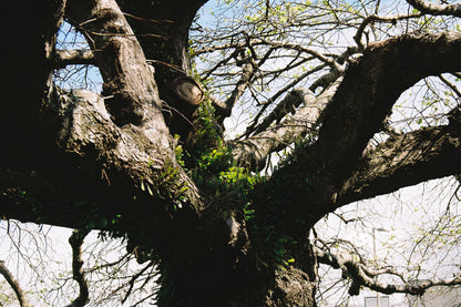 Kodak ULTRAMAX 400 36 EXP