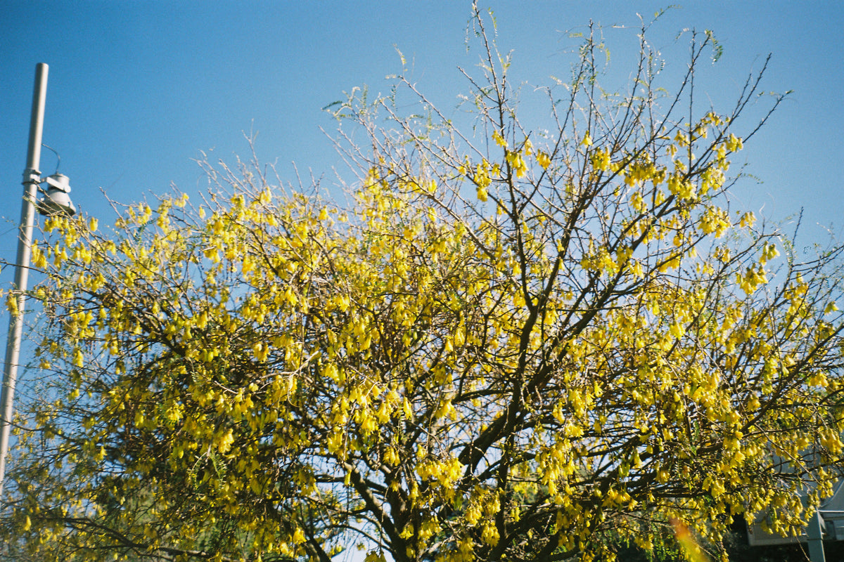 Canon Sureshot Zoom