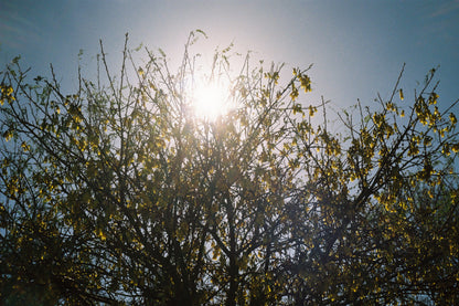 Canon Sureshot Zoom