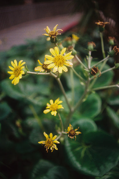 Fujifilm Fujicolor 400