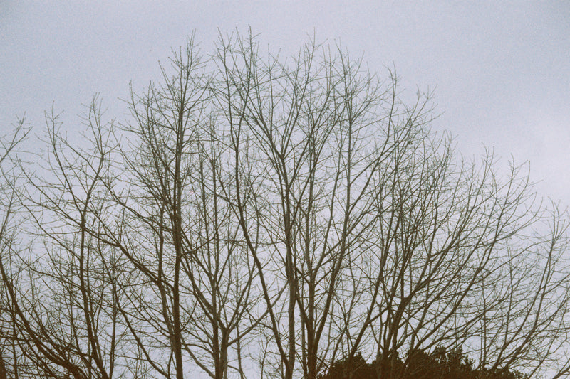 Sample photo shot on Super-Frankarette Vintage Camera, frame 5