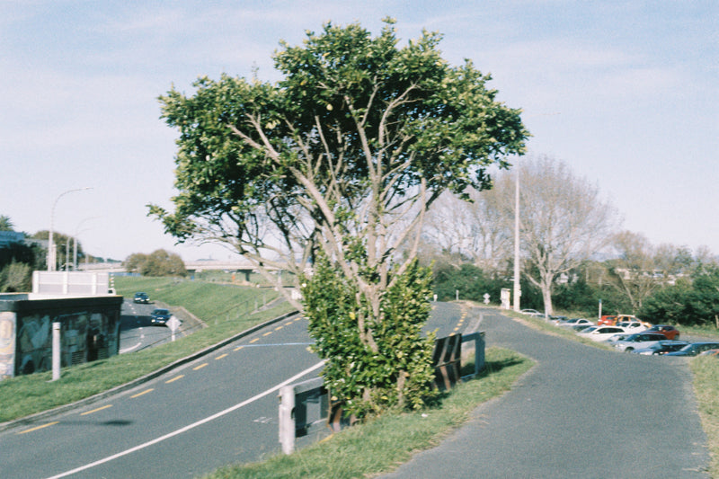 Sample photo shot on Minolta XG-2 + 50mm f/1.7 with 50mm f/1.7, frame 4