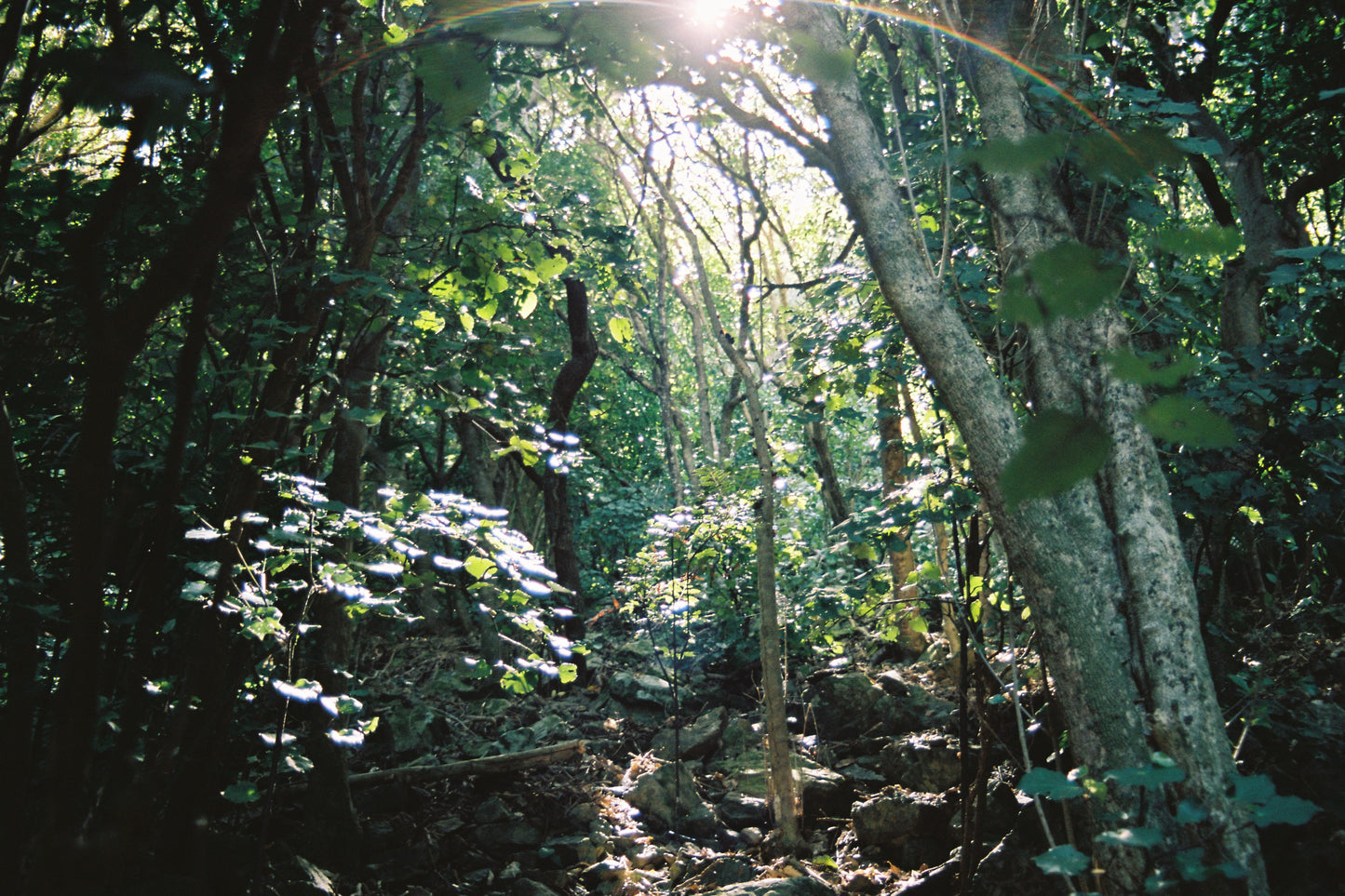 Kodak Portra 160 - 36exp