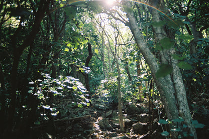 Kodak Portra 160 - 36exp